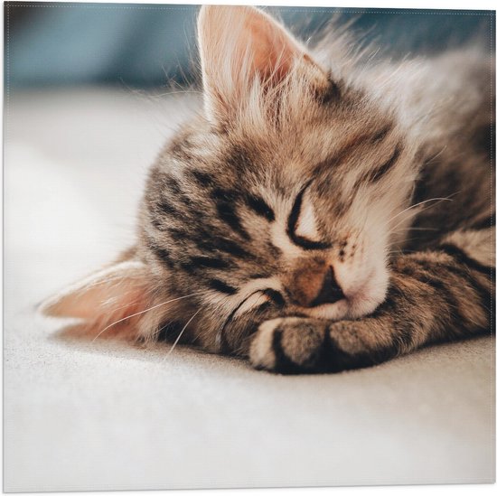 Vlag - Rustende Kitten op Bank - 50x50 cm Foto op Polyester Vlag