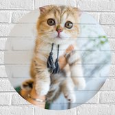 Muursticker Cirkel - Kitten met Flosjes in Mensenhanden - 60x60 cm Foto op Muursticker