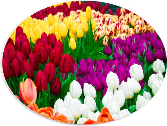 PVC Schuimplaat Ovaal - Tulpenveld met Verschillende Felle Kleuren Tulpen - 40x30 cm Foto op Ovaal (Met Ophangsysteem)