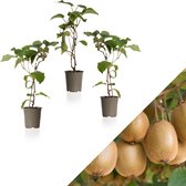 WL Plants - Set van 3 - Actinidia Deliciosa 'Jenny' - Kiwi Plant - Fruitplanten - Klimplant - Winterhard - Tuinplanten - ± 20cm hoog - 9cm diameter - in Kweekpot