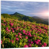 PVC Schuimplaat- Zon Verdwijnend Achter Bergen bij Roze Bloemenveld - 100x100 cm Foto op PVC Schuimplaat