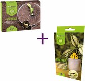 Biogrowi combipakket tegen rouwvliegjes - Aaltjes tegen rouwvliegjes 10m² + 10 gele vangplaten - varenrouwmug bestrijdingspakket