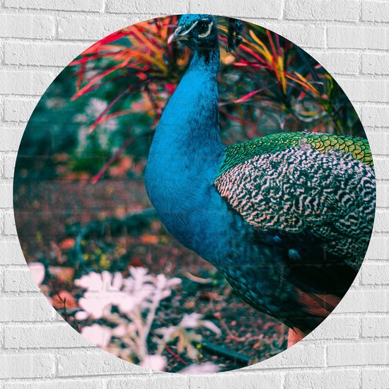 Muursticker Cirkel - Mooie pauw met Gekleurde Achtergrond - 100x100 cm Foto op Muursticker