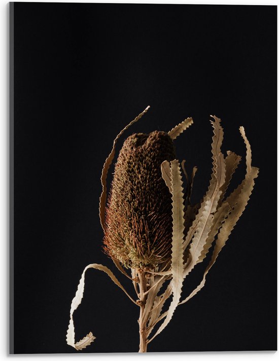 Acrylglas - Banksia Menziesii Plant tegen Zwarte Achtergrond - 30x40 cm Foto op Acrylglas (Met Ophangsysteem)