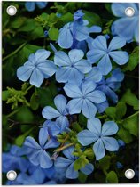 Tuinposter – Blauw Gekleurde Mannentrouw Bloemen in Struik - 30x40 cm Foto op Tuinposter (wanddecoratie voor buiten en binnen)