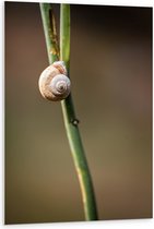 WallClassics - Panneau de mousse PVC - Escargot brun sur une branche verte étroite - Photo 80 x 120 cm sur panneau de mousse PVC