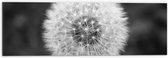 Dibond - Close-up van Niet Volgroeide Paardenbloem (Zwart- wit) - 60x20 cm Foto op Aluminium (Wanddecoratie van metaal)