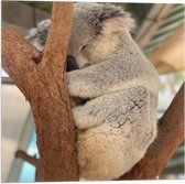 Vlag - Koala Liggend tussen Takken - 50x50 cm Foto op Polyester Vlag