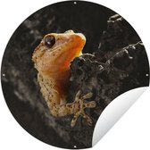 Tuincirkel Oranje gekko zit op een rots - 60x60 cm - Ronde Tuinposter - Buiten