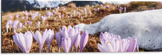 Dibond - Kleine Bloeiende Roze Bloemen in Berglandschap - 90x30 cm Foto op Aluminium (Wanddecoratie van metaal)