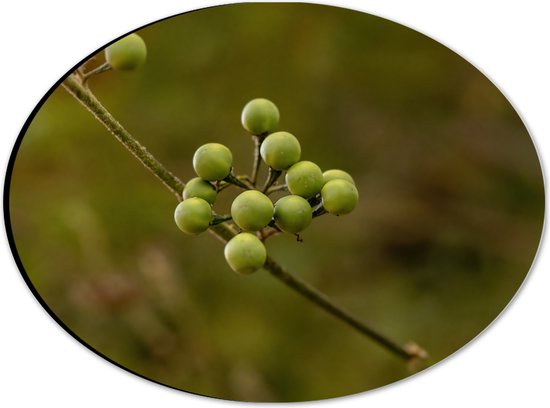 Dibond Ovaal - Kleine Ronde Jurubeba Plantjes aan Takjes - 28x21 cm Foto op Ovaal (Met Ophangsysteem)