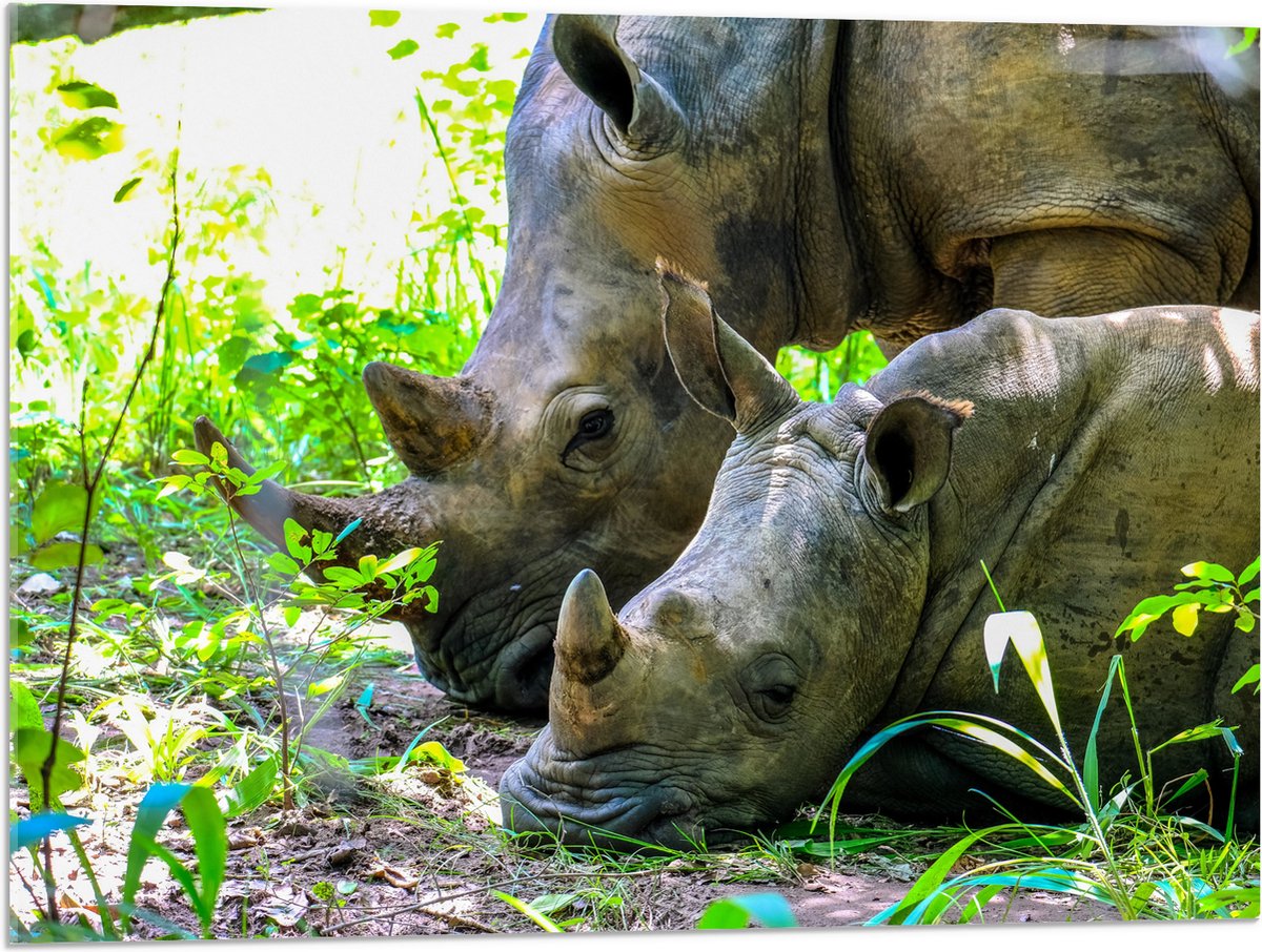 Acrylglas - Neushoorn met Baby liggend tussen Groene Smalle Planten - 80x60 cm Foto op Acrylglas (Wanddecoratie op Acrylaat)