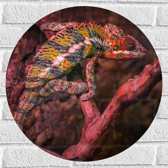 Muursticker Cirkel - Meerkleurige Kameleon op Smalle Bruine Tak - 50x50 cm Foto op Muursticker