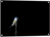 Tuinposter – Koolmeesje Vogel op Dunne Tak tegen Zwarte Achtergrond - 80x60 cm Foto op Tuinposter (wanddecoratie voor buiten en binnen)