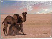 Tuinposter – Sluierbewolking boven Kamelen Trio in Landschap - 80x60 cm Foto op Tuinposter (wanddecoratie voor buiten en binnen)