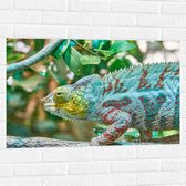 WallClassics - Muursticker - Panterkameleon in de Natuur - 90x60 cm Foto op Muursticker