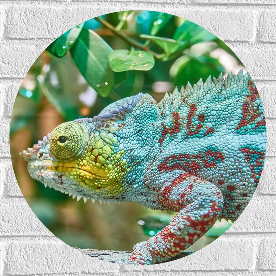 WallClassics - Muursticker Cirkel - Panterkameleon in de Natuur - 50x50 cm Foto op Muursticker
