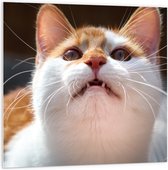 WallClassics - Plaque de Mousse PVC - Wit avec Chat Oranje - 100x100 cm Photo sur Plaque de Mousse PVC (Avec Système d'accrochage)