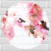 WallClassics - Muursticker Cirkel - Wesp op Roze Bloemen - 50x50 cm Foto op Muursticker