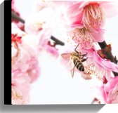 WallClassics - Canvas  - Wesp op Roze Bloemen - 30x30 cm Foto op Canvas Schilderij (Wanddecoratie op Canvas)