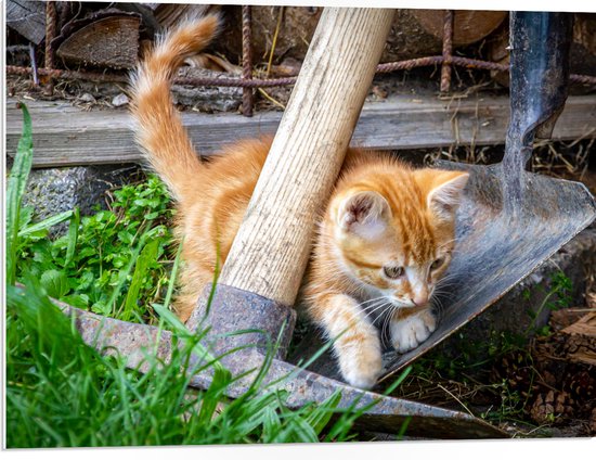 WallClassics - Plaque de Mousse PVC - Chaton dans le Jardin - Photo 80x60 cm sur Plaque de Mousse PVC (Avec Système d'accrochage)
