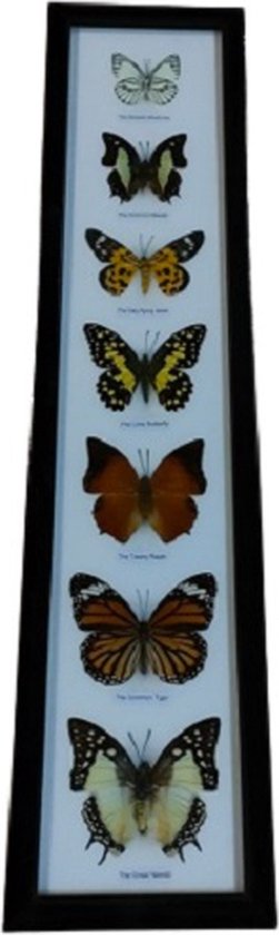 vlinders vlinder insect fotolijst vlinder echt vlinders in frame