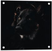 WallClassics - Tuinposter – Zwarte Hond met Zwarte Achtergrond - 50x50 cm Foto op Tuinposter  (wanddecoratie voor buiten en binnen)