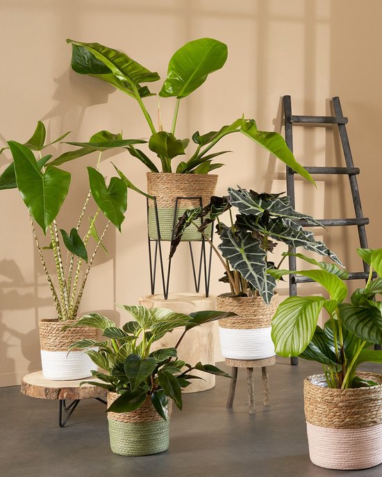 Planten in manden en potten op verschillende niveaus, met een grote plant op een zwarte metalen standaard.