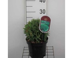 Thuja occidentalis 'Danica' - Levensboom, Westerse Levensboom 20 - 25 cm in pot