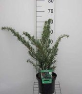 Taxus x media 'Densiformis' - Venijnboom 30 - 40 cm in pot