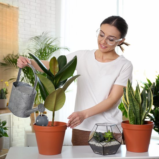 Relaxdays kamerplanten online kopen? Vergelijk op