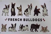 Wandbord Dieren - French Bull Dogs