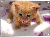 WallClassics - Tuinposter – Kleine Oranje Kitten - 80x60 cm Foto op Tuinposter  (wanddecoratie voor buiten en binnen)