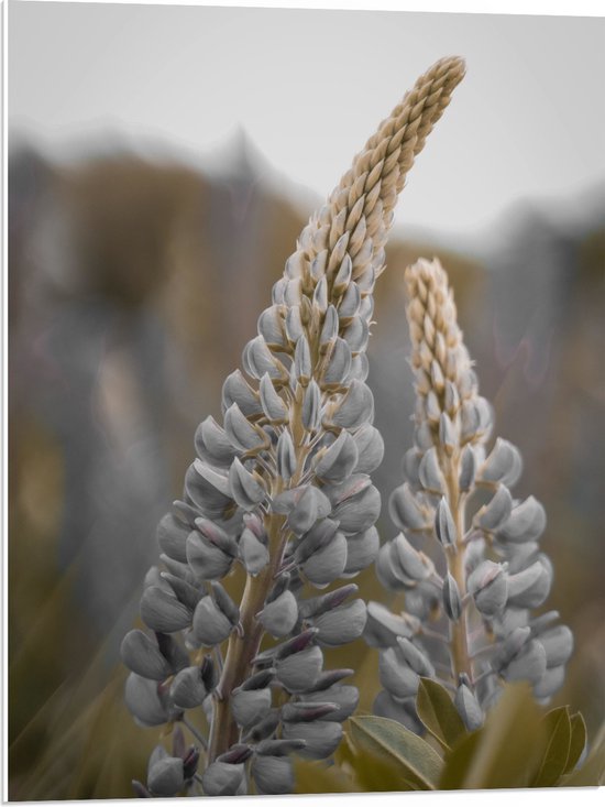 WallClassics - PVC Schuimplaat- Vaste Lupine Plant in het Veld - 60x80 cm Foto op PVC Schuimplaat