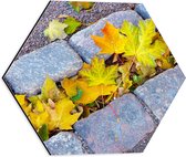 WallClassics - Dibond Hexagon - Gele Herfstbladeren tussen de Stoep - 40x34.8 cm Foto op Hexagon (Met Ophangsysteem)