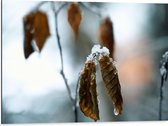 Dibond - Laagje Sneeuw op Bruine Herfstbladeren - 80x60 cm Foto op Aluminium (Met Ophangsysteem)