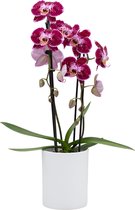 Papicco FESTIVAL Happiness - Orchidee - Cascade - Phalaenopsis - Rood