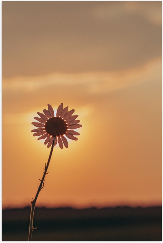 WallClassics - Poster Glanzend – Zon achter Kleine Witte Bloem Verdwijnend - 40x60 cm Foto op Posterpapier met Glanzende Afwerking