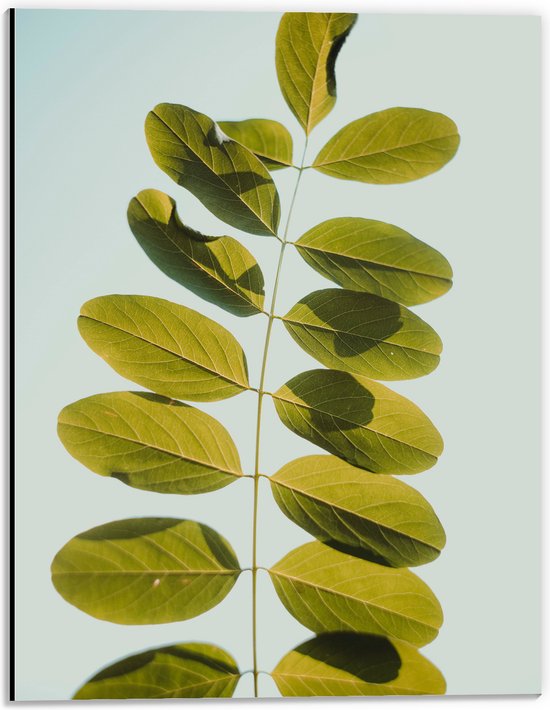 Dibond - Lichtgroene Robina Plant op Pastelblauwe Achtergrond - 30x40 cm Foto op Aluminium (Met Ophangsysteem)