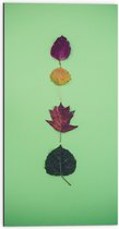 Dibond - Verschillende Soorten en Kleuren Bladeren op Groene Achtergrond - 50x100 cm Foto op Aluminium (Met Ophangsysteem)