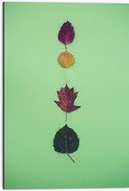 Dibond - Verschillende Soorten en Kleuren Bladeren op Groene Achtergrond - 50x75 cm Foto op Aluminium (Met Ophangsysteem)
