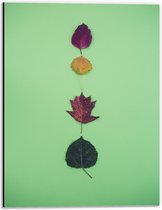 Dibond - Verschillende Soorten en Kleuren Bladeren op Groene Achtergrond - 30x40 cm Foto op Aluminium (Met Ophangsysteem)
