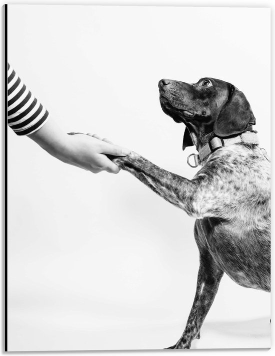 WallClassics - Dibond - Hond Geeft Poot Zwart - Wit - 30x40 cm Foto op Aluminium (Met Ophangsysteem)