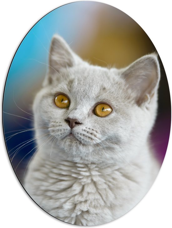 Dibond Ovaal - Britse Langhaar Kitten met Gele Ogen - 51x68 cm Foto op Ovaal (Met Ophangsysteem)