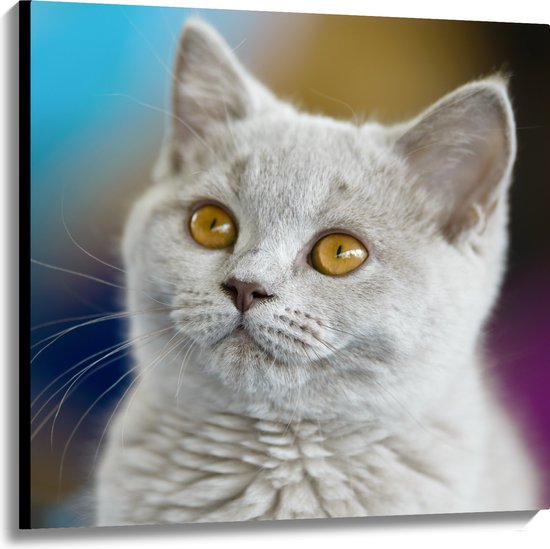 Canvas - Britse Langhaar Kitten met Gele Ogen - 100x100 cm Foto op Canvas Schilderij (Wanddecoratie op Canvas)