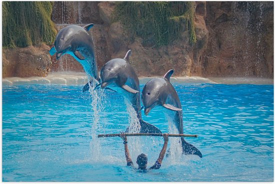 WallClassics - Poster Glanzend – Springende Dolfijnen - 90x60 cm Foto op Posterpapier met Glanzende Afwerking