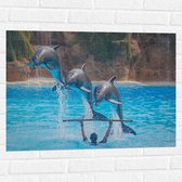 WallClassics - Muursticker - Springende Dolfijnen - 80x60 cm Foto op Muursticker