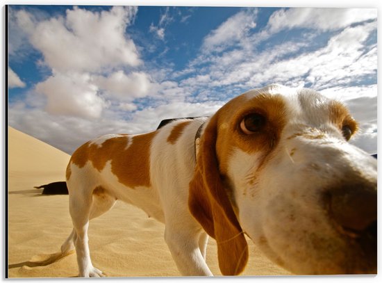 WallClassics - Dibond - Close-Up van Snuffelende Hond - 40x30 cm Foto op Aluminium (Met Ophangsysteem)