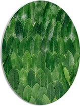 WallClassics - PVC Schuimplaat Ovaal - Groene Blaadjes - 30x40 cm Foto op Ovaal (Met Ophangsysteem)