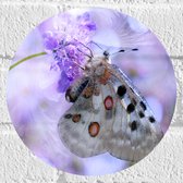 WallClassics - Muursticker Cirkel - Doorzichtige Vleugels van Vlinder - 20x20 cm Foto op Muursticker